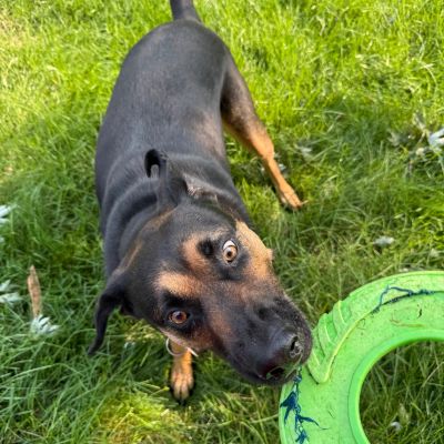 Black and tan dog playing with a green tire toy outdoors on the grass.