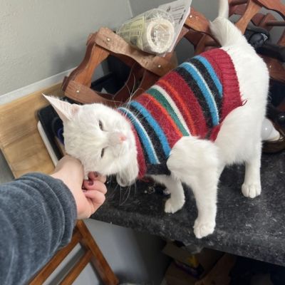 White cat wearing a colorful striped sweater being gently petted indoors.